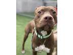 Adopt Willy a Pit Bull Terrier, Mixed Breed