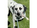 Adopt Coop a Dalmatian