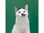 Adopt Spot (Bonded Pait with Simba) a Domestic Short Hair