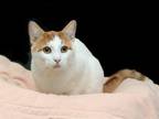Adopt Simba (Bonded with Spot) a Domestic Short Hair