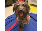 Adopt Willy a Poodle
