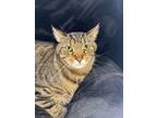 Adopt MILO a Domestic Short Hair