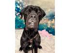 Adopt HERCULES a Mastiff