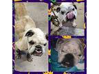 Harvey English Bulldog Adult Male