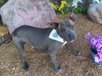 Adopt DION a Pit Bull Terrier
