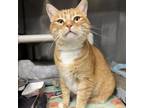 Adopt Dutch a Domestic Short Hair