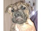 Adopt Vanocka a Mixed Breed