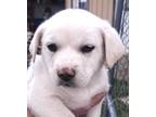 Adopt Beetle a Mixed Breed