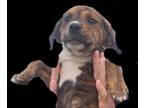 Adopt Diddle a Plott Hound, Mixed Breed