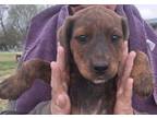 Adopt Doot a Plott Hound, Mixed Breed