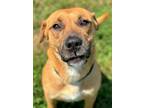 Adopt Horace a Labrador Retriever