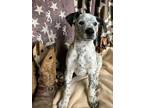 Adopt Grit a Cattle Dog, Pointer
