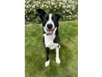 Adopt Barnaby a Border Collie