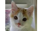 Adopt Hercules a Domestic Medium Hair, Domestic Short Hair