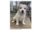 Rook Great Pyrenees Puppy Male