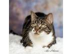 Adopt Geo a Domestic Short Hair