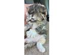 55714345 Domestic Shorthair Kitten Female