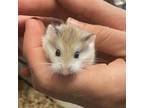 Adopt CUTIE a Hamster