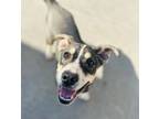 Adopt Bevis a Mixed Breed