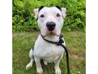 Adopt Radcliff a Pit Bull Terrier