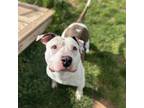 Adopt Radcliff a Pit Bull Terrier