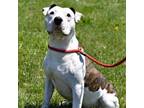 Adopt Radcliff a Pit Bull Terrier