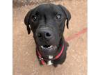 Adopt Pepper a Mixed Breed, Black Labrador Retriever
