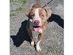 Adopt Odin a Pit Bull Terrier, Mixed Breed