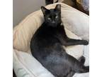 Adopt Barry The Berry Bear a Domestic Short Hair