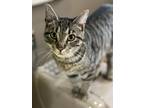Adopt Roswell (24-296) a Tabby