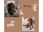 Rusty Poodle (Miniature) Young Male