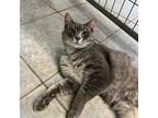 Adopt Dino a Domestic Short Hair