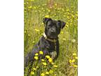 Adopt Oliver 46430 a Mixed Breed