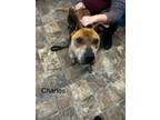 Adopt Charles a Terrier