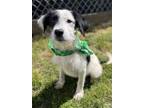 Adopt Chowder $25 a Terrier, Mixed Breed