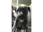 Adopt Harry a Pit Bull Terrier, Mixed Breed