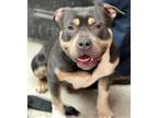 Adopt Rowan a Pit Bull Terrier, Mixed Breed