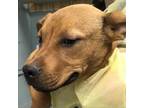Adopt Diago a Pit Bull Terrier