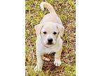 Adopt Caden a Labrador Retriever, Mixed Breed