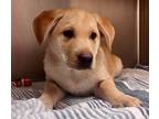Adopt Rodney a Labrador Retriever, Mixed Breed