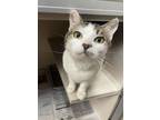 Adopt DOPEY a Domestic Short Hair