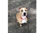 Gator American Pit Bull Terrier Young Male