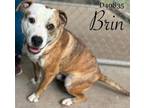 Adopt Brin a Pit Bull Terrier