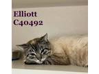 Adopt Elliott a Siamese