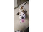 Adopt Sunny a Terrier, Mixed Breed