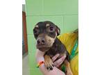 Adopt Watterson a Mixed Breed