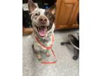 Adopt Benson a Cattle Dog, Mixed Breed