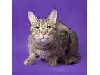 Adopt Romeo a Domestic Short Hair