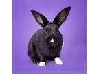 Adopt Marquis a Bunny Rabbit