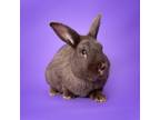Adopt Coco a Bunny Rabbit